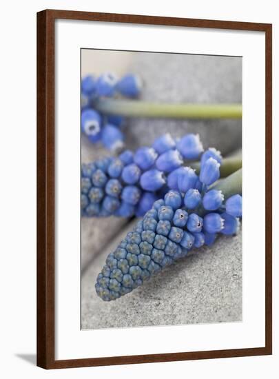 Muscari, Grape Hyacinth, Blossoms, Close-Up-Andrea Haase-Framed Photographic Print