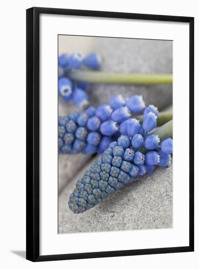 Muscari, Grape Hyacinth, Blossoms, Close-Up-Andrea Haase-Framed Photographic Print