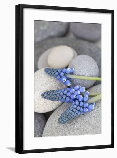 Muscari, Grape Hyacinth, Flowers, Stones, Close-Up-Andrea Haase-Framed Photographic Print