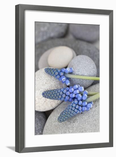 Muscari, Grape Hyacinth, Flowers, Stones, Close-Up-Andrea Haase-Framed Photographic Print