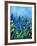 Muscari-Pol Ledent-Framed Premium Giclee Print