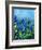 Muscari-Pol Ledent-Framed Art Print