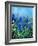 Muscaris-Pol Ledent-Framed Art Print