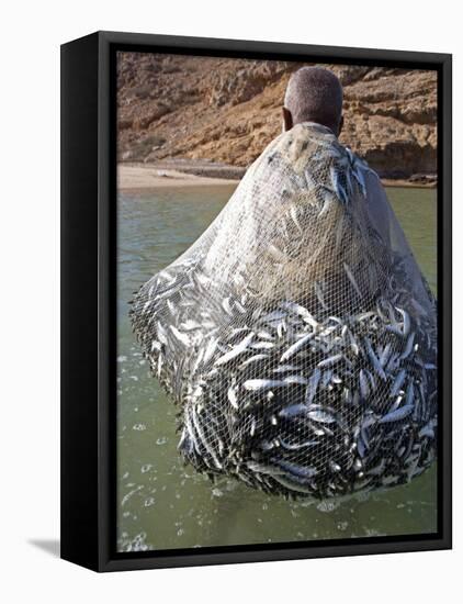 Muscat Region, Bandar Khayran, A Old Fisherman Fishes for Sardines with a Traditional Net, Oman-Mark Hannaford-Framed Premier Image Canvas