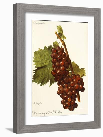 Muscat Rouge De Madere Grape-A. Kreyder-Framed Giclee Print