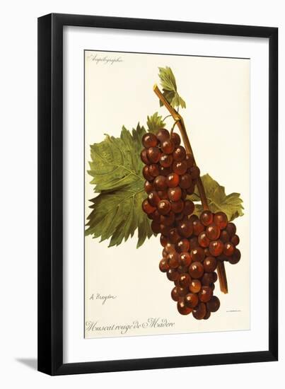 Muscat Rouge De Madere Grape-A. Kreyder-Framed Giclee Print