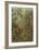 Muscinae Laubmoose-Ernst Haeckel-Framed Art Print