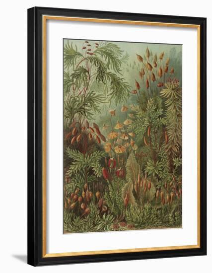 Muscinae Laubmoose-Ernst Haeckel-Framed Art Print