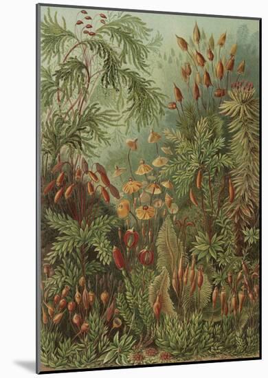 Muscinae Laubmoose-Ernst Haeckel-Mounted Art Print