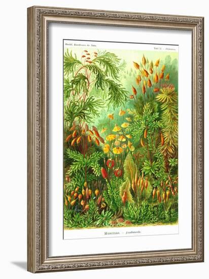 Muscinae-Ernst Haeckel-Framed Premium Giclee Print