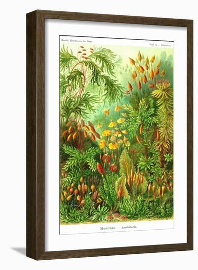 Muscinae-Ernst Haeckel-Framed Art Print