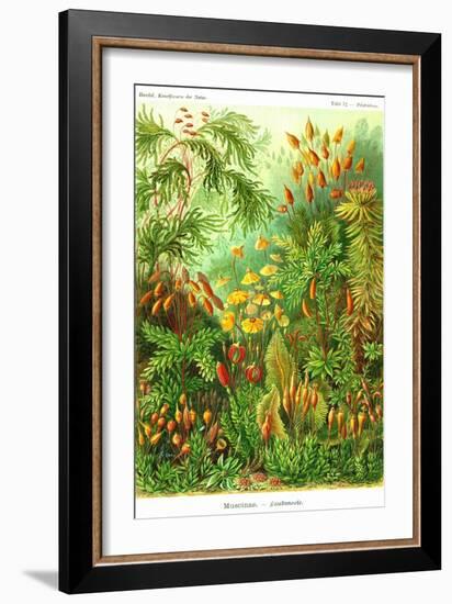 Muscinae-Ernst Haeckel-Framed Art Print