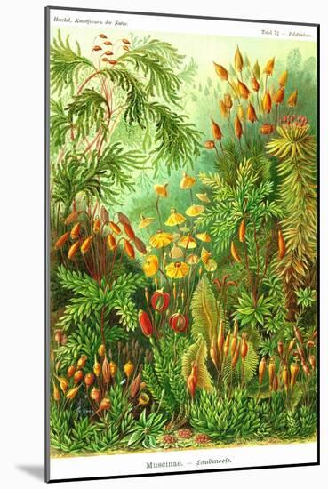 Muscinae-Ernst Haeckel-Mounted Art Print