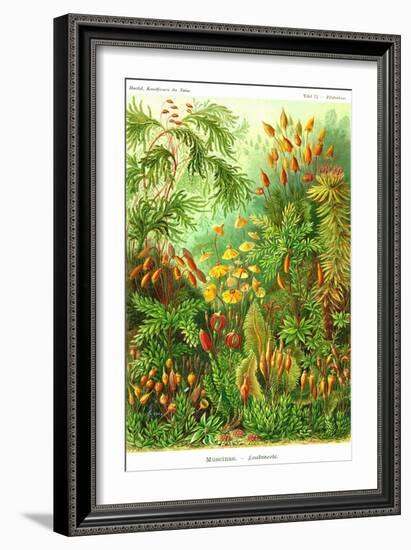 Muscinae-Ernst Haeckel-Framed Art Print