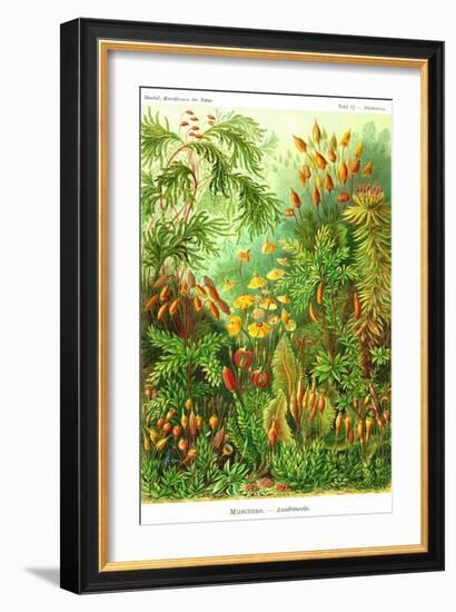 Muscinae-Ernst Haeckel-Framed Art Print