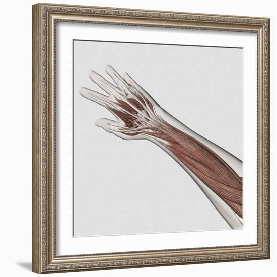 Muscle Anatomy of Human Arm and Hand-null-Framed Art Print