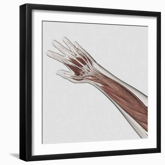 Muscle Anatomy of Human Arm and Hand-null-Framed Art Print