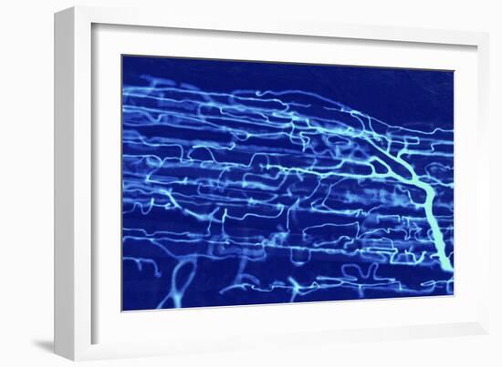 Muscle Blood Supply, Light Micrograph-Steve Gschmeissner-Framed Photographic Print