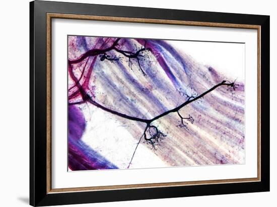 Muscle Motor Neurones, Light Micrograph-Dr. Keith Wheeler-Framed Photographic Print