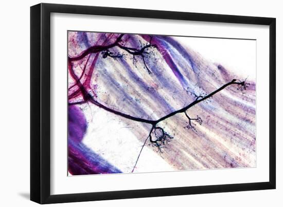 Muscle Motor Neurones, Light Micrograph-Dr. Keith Wheeler-Framed Photographic Print