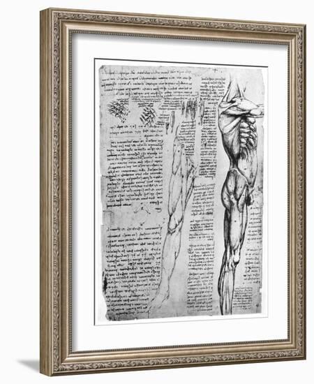 Muscle Studies, Late 15th or Early 16th Century-Leonardo da Vinci-Framed Giclee Print