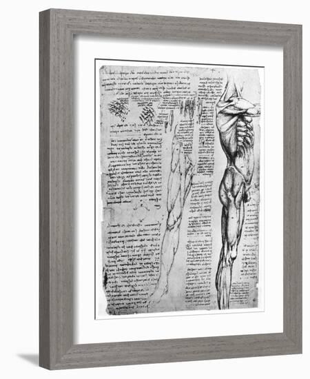 Muscle Studies, Late 15th or Early 16th Century-Leonardo da Vinci-Framed Giclee Print