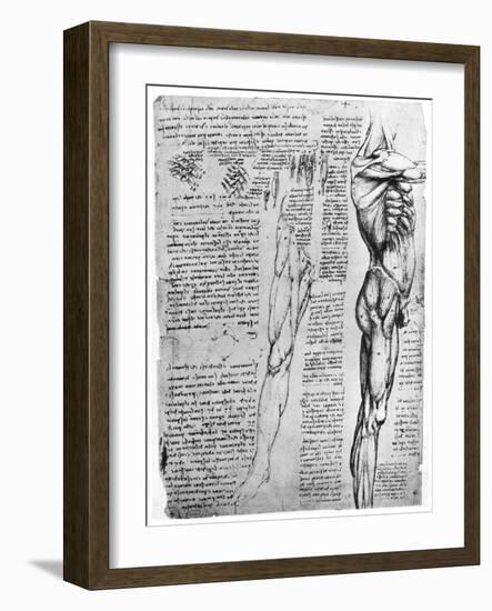Muscle Studies, Late 15th or Early 16th Century-Leonardo da Vinci-Framed Giclee Print