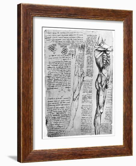 Muscle Studies, Late 15th or Early 16th Century-Leonardo da Vinci-Framed Giclee Print