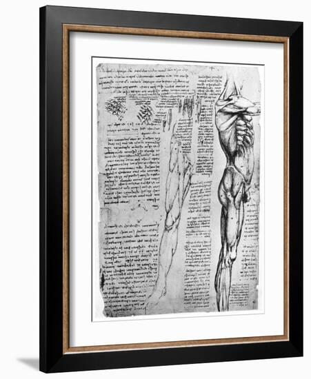 Muscle Studies, Late 15th or Early 16th Century-Leonardo da Vinci-Framed Giclee Print