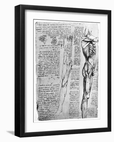 Muscle Studies, Late 15th or Early 16th Century-Leonardo da Vinci-Framed Giclee Print