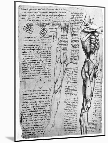 Muscle Studies, Late 15th or Early 16th Century-Leonardo da Vinci-Mounted Giclee Print