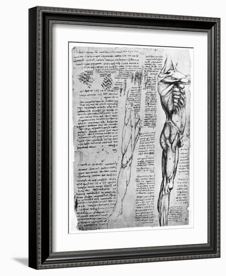 Muscle Studies, Late 15th or Early 16th Century-Leonardo da Vinci-Framed Giclee Print