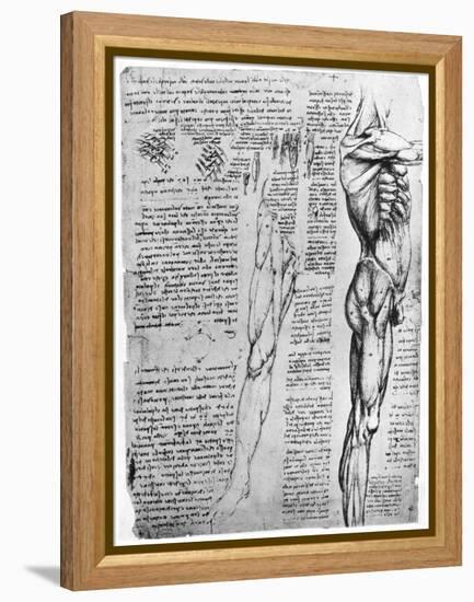 Muscle Studies, Late 15th or Early 16th Century-Leonardo da Vinci-Framed Premier Image Canvas