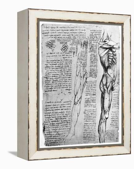 Muscle Studies, Late 15th or Early 16th Century-Leonardo da Vinci-Framed Premier Image Canvas