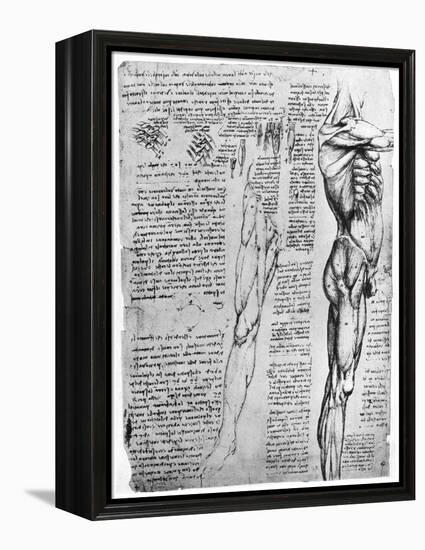 Muscle Studies, Late 15th or Early 16th Century-Leonardo da Vinci-Framed Premier Image Canvas