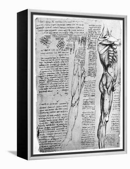 Muscle Studies, Late 15th or Early 16th Century-Leonardo da Vinci-Framed Premier Image Canvas