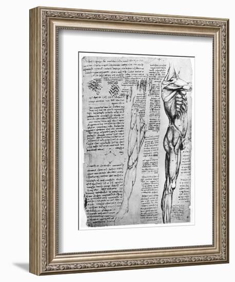 Muscle Studies, Late 15th or Early 16th Century-Leonardo da Vinci-Framed Giclee Print