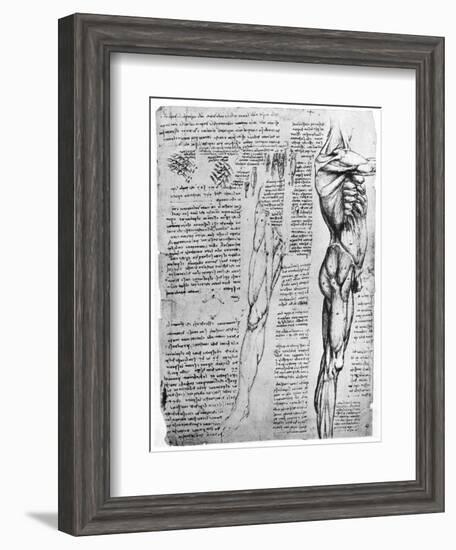 Muscle Studies, Late 15th or Early 16th Century-Leonardo da Vinci-Framed Giclee Print