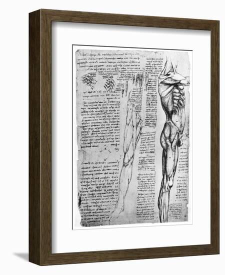 Muscle Studies, Late 15th or Early 16th Century-Leonardo da Vinci-Framed Giclee Print