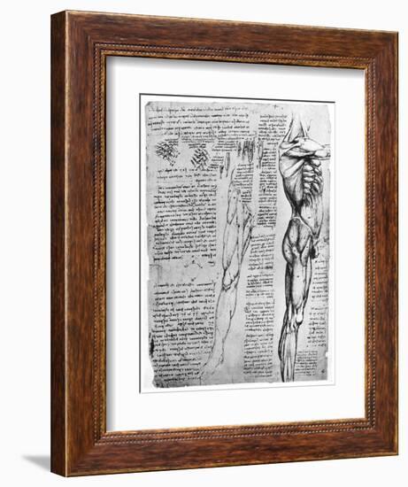 Muscle Studies, Late 15th or Early 16th Century-Leonardo da Vinci-Framed Giclee Print