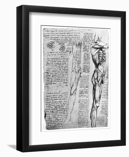 Muscle Studies, Late 15th or Early 16th Century-Leonardo da Vinci-Framed Giclee Print