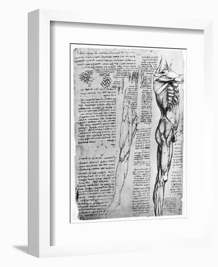 Muscle Studies, Late 15th or Early 16th Century-Leonardo da Vinci-Framed Giclee Print