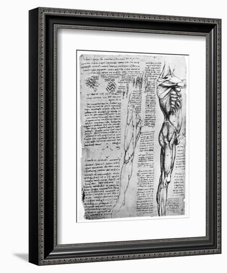 Muscle Studies, Late 15th or Early 16th Century-Leonardo da Vinci-Framed Giclee Print