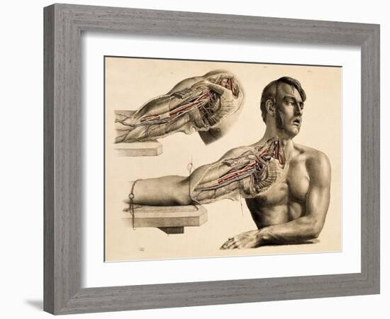 Muscles and Blood Vessels in Arm, 1851-Science Source-Framed Giclee Print