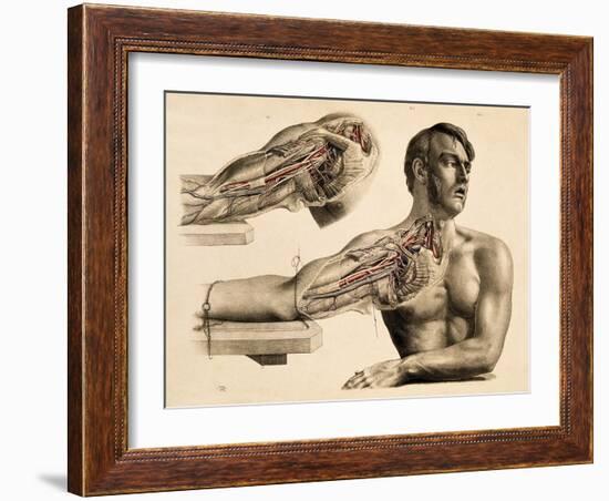 Muscles and Blood Vessels in Arm, 1851-Science Source-Framed Giclee Print