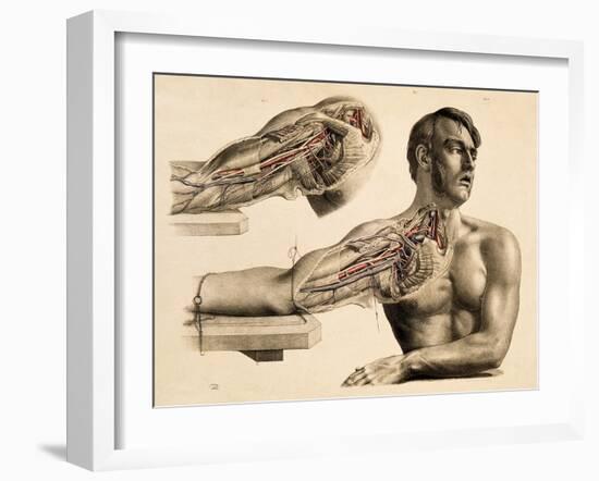 Muscles and Blood Vessels in Arm, 1851-Science Source-Framed Giclee Print