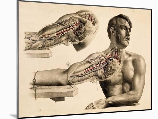 Muscles and Blood Vessels in Arm, 1851-Science Source-Mounted Giclee Print