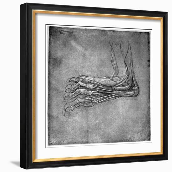 Muscles and Sinews in a Foot, Possibly of a Hare, Late 15th or Early 16th Century-Leonardo da Vinci-Framed Giclee Print