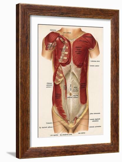 Muscles Front of Body-null-Framed Art Print