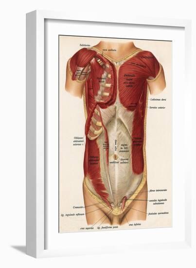 Muscles Front of Body-null-Framed Art Print